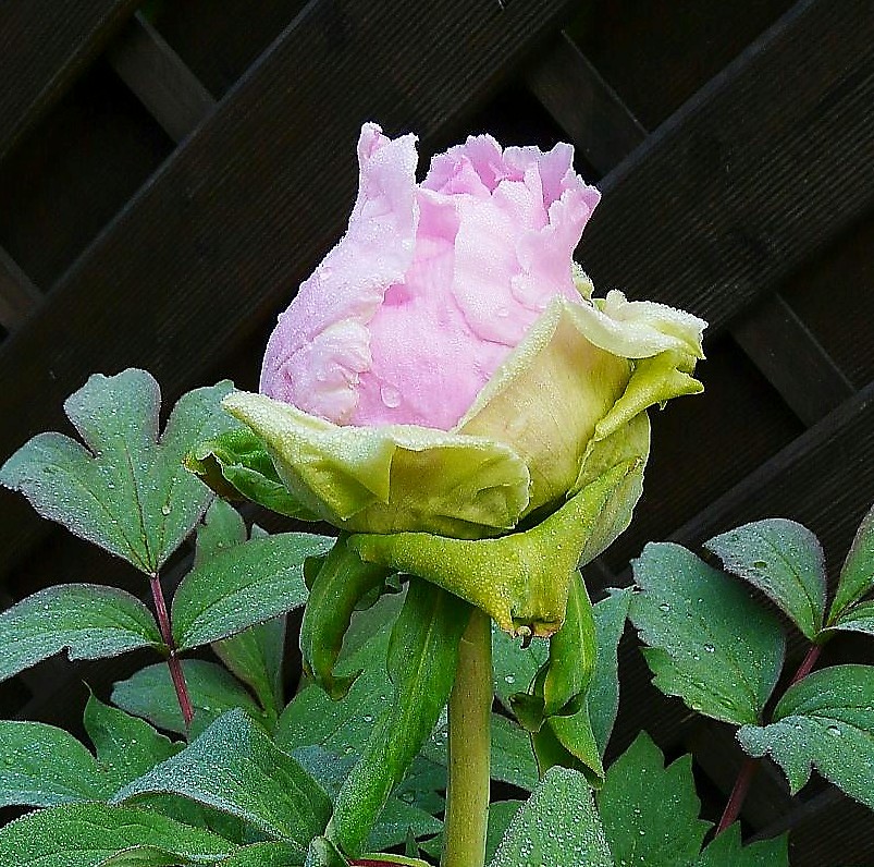 Pivoine arbustive, histoire et évolution...