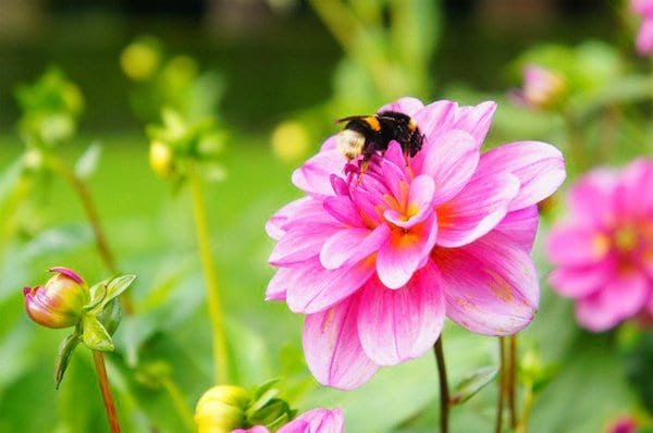 Les abeilles aiment butiner les dahlias