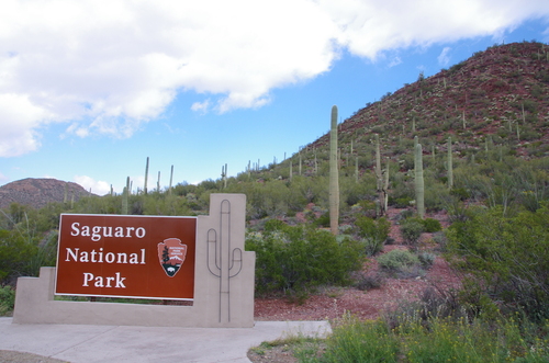 Jour 12 - Saguaro National Park, Arizona