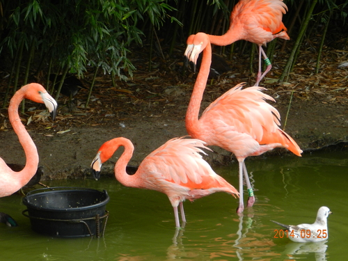 Parc des oiseaux a Villard les dombes