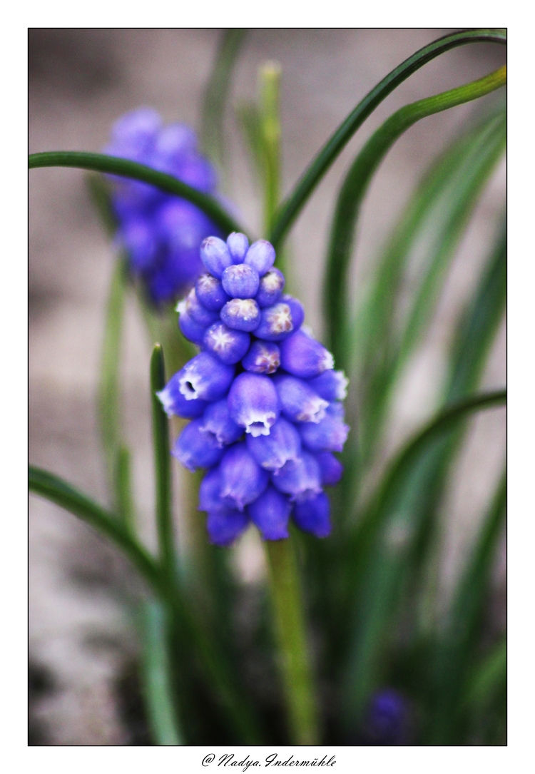 Le muscari