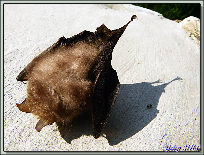 Malheureuse chauve-souris rhinolophe morte  (Faune)