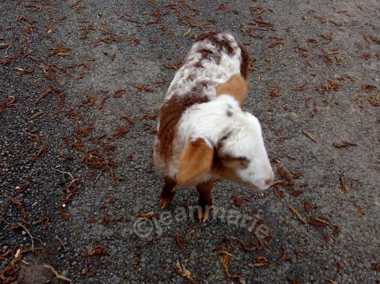 des Moutons a Sanches (Preignac) Gironde