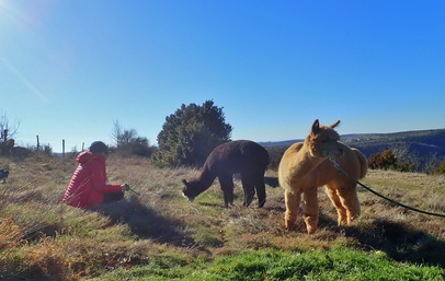 les Loulous sur le Larzac