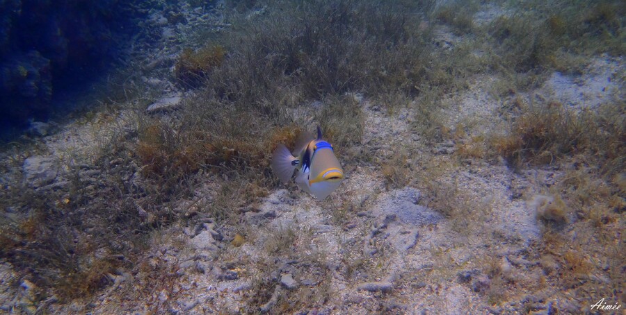 Ile Maurice : PLONGEE ET DECOUVERTE DE LA FAUNE AQUATIQUE  Mai  2013