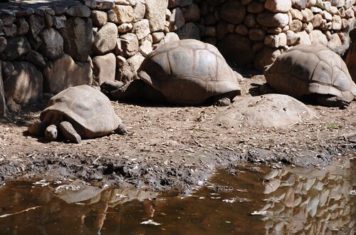 Le parc des tortues A Cupulatta à AJACCIO