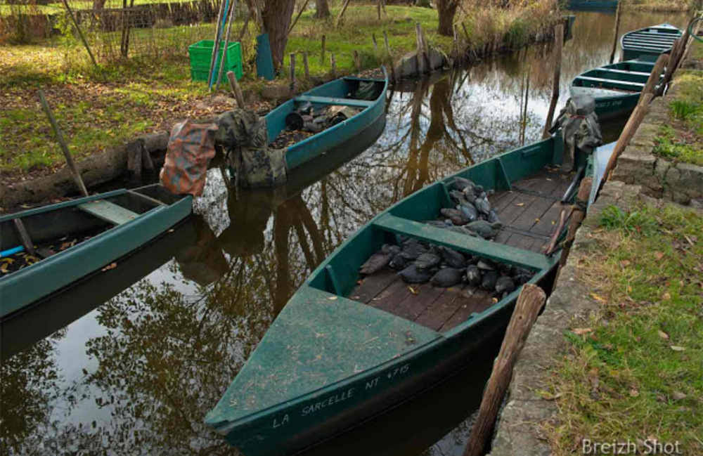 brière, leurres de chasseurs