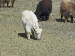 Un troupeau de jeunes yaks
