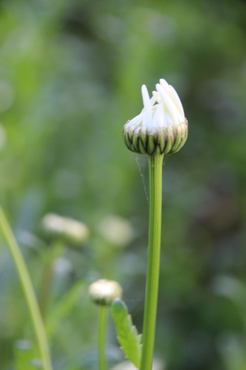 Au jardin