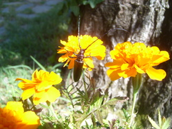 Fleurs et petites bêtes