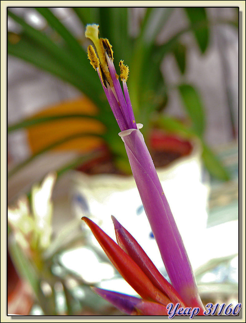 Elle joue les "filles de l'air", c'est l'épiphyte Tillandsia Caput Medusae: une des petites fleurs.  (Flore)