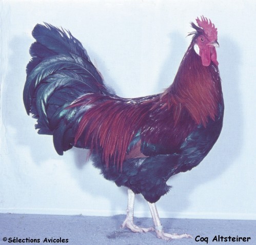 Coq altsteirer