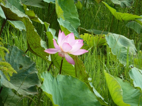 encore quelques fleurs du Cambodge