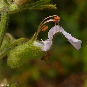 Teucrium botrys  -  germandrée botryde