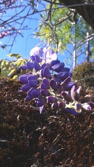 Les fleurs s'éclatent !