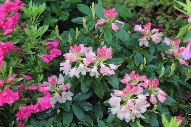 rhododendron yakushimanum 'Golden torch'