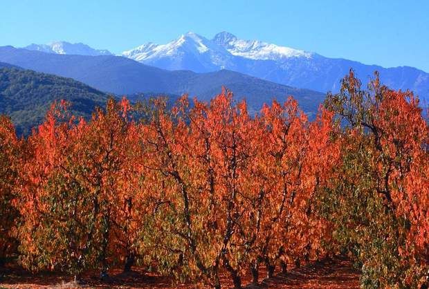 Couleurs d'automne : les plus belles photos de la Communauté | Canigou,  Paysage vigne, Pic du canigou