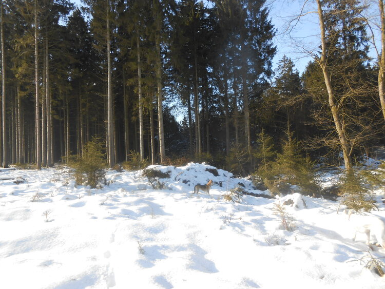 Ardennes blanches