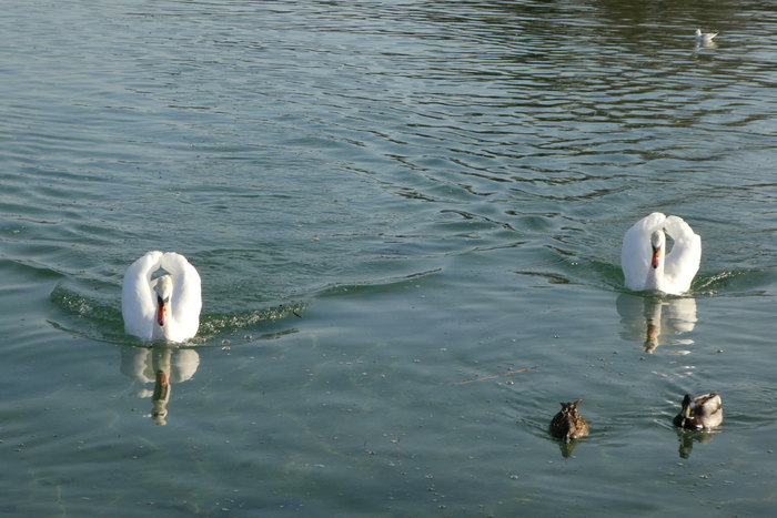 Les oiseaux du lac d'Annecy