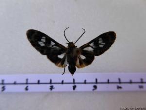 Heliura