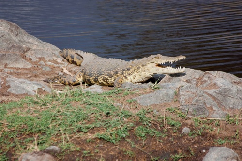 Crocodiles