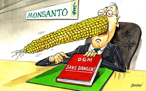  Maïs OGM de Monsanto interdit ou pas en France ?