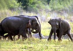 Eléphants d'Asie