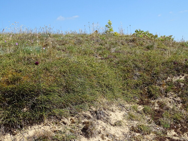 Erdevel Morbihan Bretagne - Les dunes (suite)