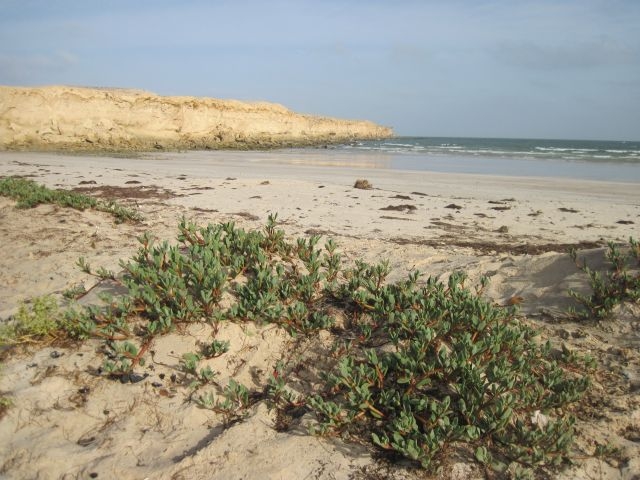 Mauritanie Cap Tafarit