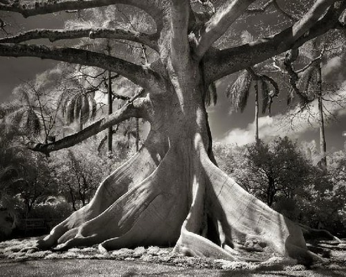 Les plus vieux arbres