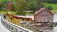 De Høylandet à Trondheim-vaches