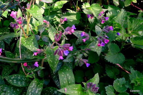 Une fleurs sauvage : la pulmonaire ?