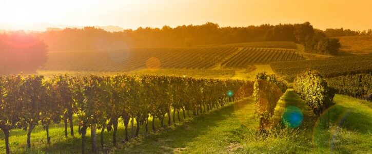 Découvrez la route des vins et les meilleurs vignobles qui s'y trouve.