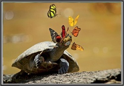 Le papillon et les larmes de la tortue