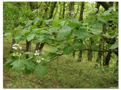 Alisier des bois