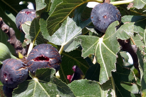 Des figues en septembre !