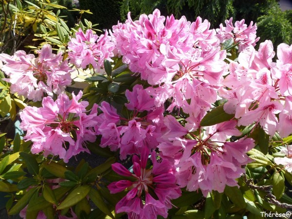 avril 2014 rhododendron (2)