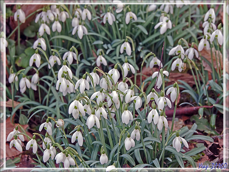 Longue floraison pour les Perce-neige,  Galanthe des neiges (Galanthus nivalis) - Lartigau - Milhas - 31