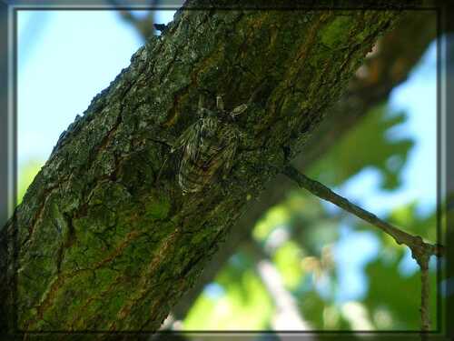 Cicada orni