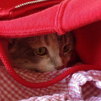 L'art de se cacher quand on est chat !