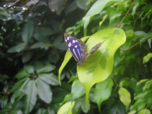 Le jardin des papillons