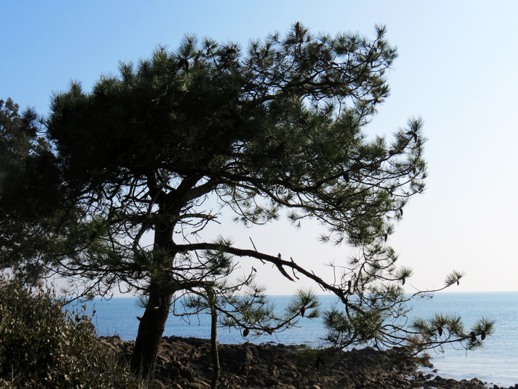 Les arbres et m'océan à Saint Philibert (Morbihan)