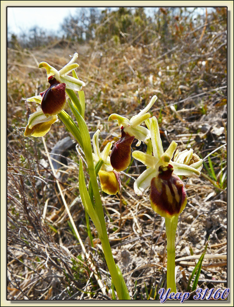 Balade "orchidées": Ophrys araignée (Ophrys aranifera) - Aulon - 31  (Flore)