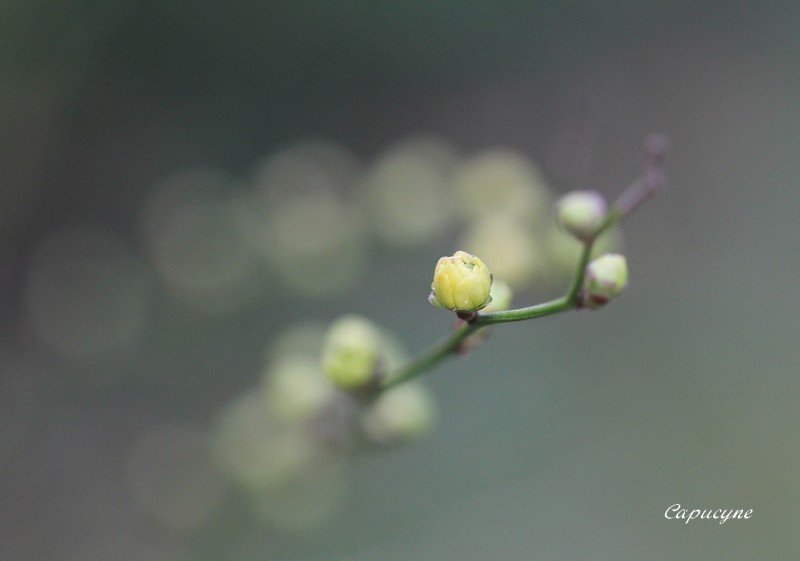 jardin-de-mars 3954