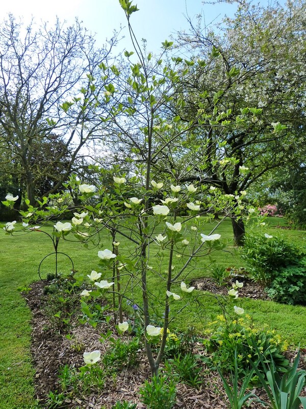 Cornus d'éxeption "Eddie's white wonder"