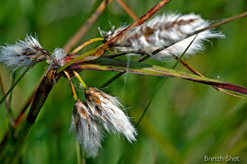 linaigrette - monts d'arrée