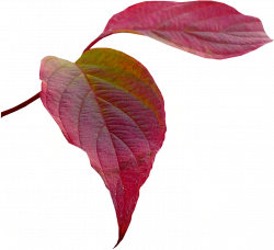 Tubes PNG feuilles