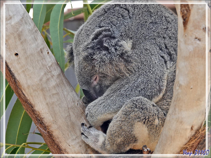 Visite du "Parc des koalas" - Kuranda - Australie