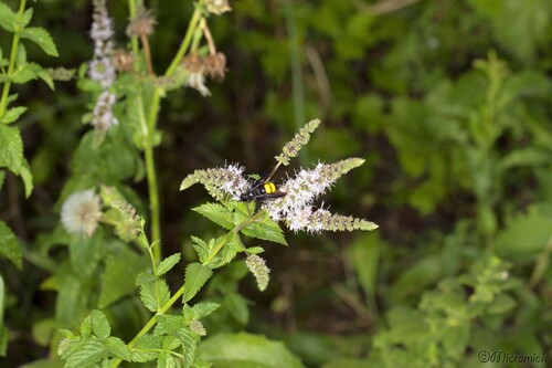 La scolie hirsute (Scolia hirta) 