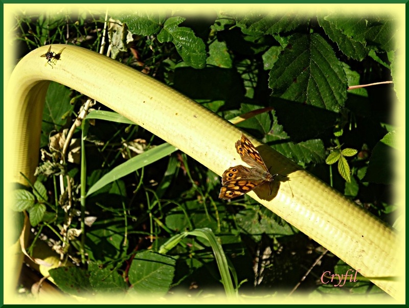 Quelques insectes au jardin